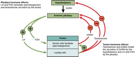 Reproductive Hormones Biology For Majors Ii