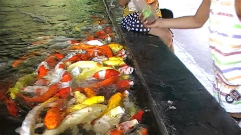 My Girl Feeding Fish In A Baby Bottle In Thailand Youtube