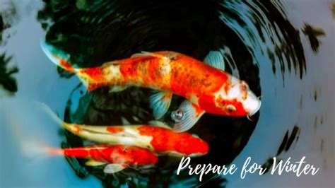 Late spring and summer are the perfect time for adding koi fish and goldfish to a pond. How to Prepare Natural Pools and Koi Ponds for Winter ...