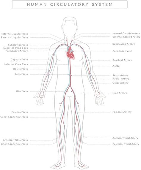 Amazon Laminated Human Circulatory System Diagram Educational My