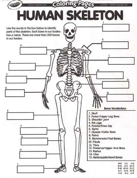 Teach child how to read: Skeletal System Grade 5 Science Worksheets