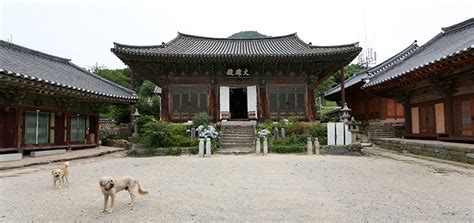 See the photo of the funny license plate: temple stay, temple stay korea, seoul temple stay ...