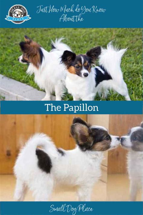 Papillon Dog Breed Information