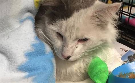 Kiwi Cat Survives 45 Hour Journey On Car Grille But Now Hes Lost His Owners