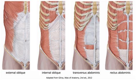 What S A Rib Flare And What Does It Mean Integrate 360 Physical Therapy