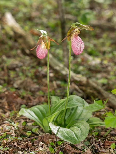 Maybe you would like to learn more about one of these? Cypripedium acaule (Pink Lady's-slipper orchid) | This set ...