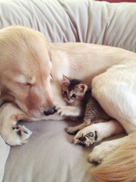 Photos Canine And Feline Best Friends Life With Dogs