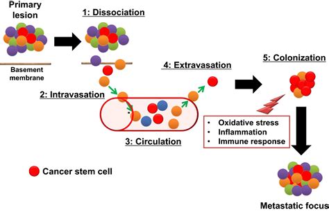 Therapeutic Strategies Targeting Cancer Stem Cells Yoshida 2016