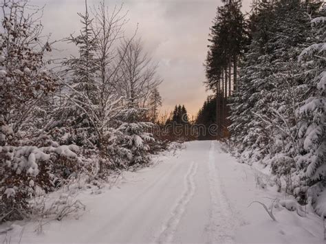 Road Or Footpath In Snow Covered Forest Landscape With Snowy Fir And