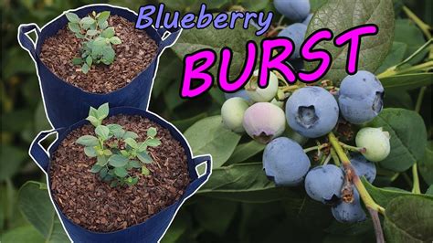 How To Grow Blueberries In Containers Youtube