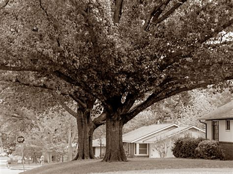 Tulsa Gentleman Sepia Scenes Great Oak Trees