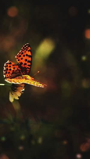 336270 Butterfly Hd Rare Gallery Hd Wallpapers