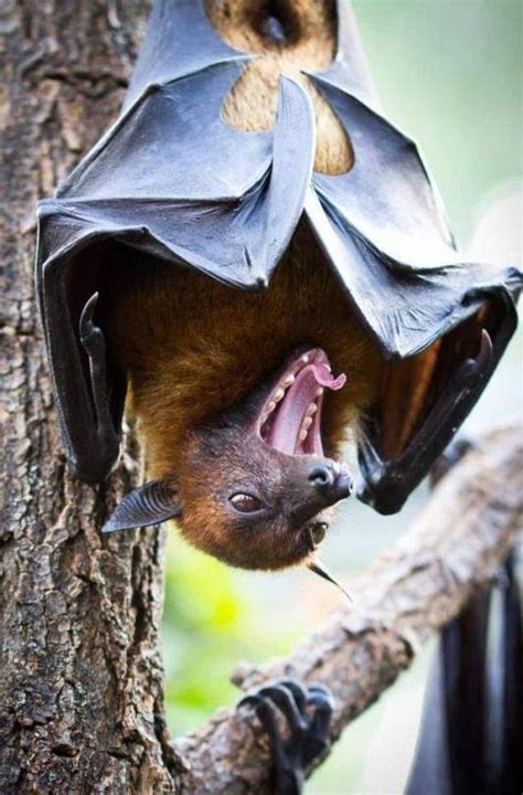 The Worlds Largest Bat Is The Giant Golden Crowned Flying Fox It Has A Wingspan Of 5 To 6 Feet
