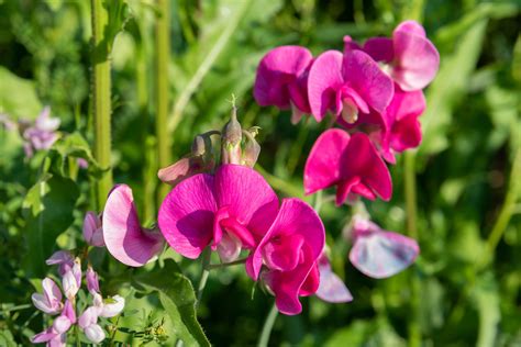 Sweet Peas Plant Care And Growing Guide
