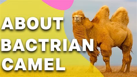 Bactrian Camel Fun Facts For Kids II Interesting Bactrian Camel Facts