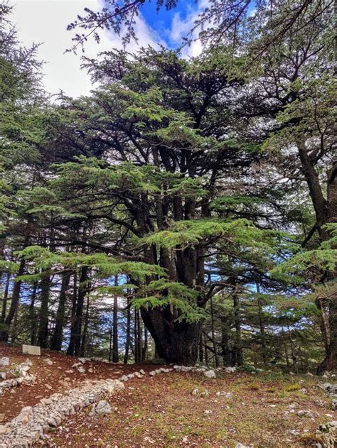 Cedars Of Lebanon Barouk Cedar Forest Rlebanon
