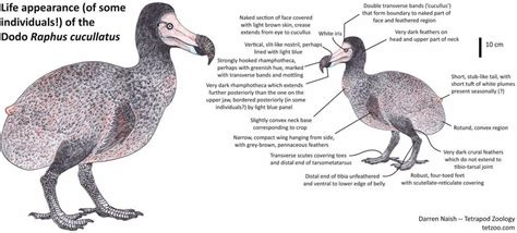 What Did The Dodo Actually Look Like Palaeontology Archaeology And