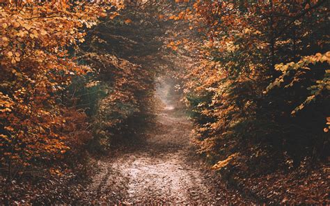 Download Wallpaper 2560x1600 Forest Path Autumn Nature Widescreen 16