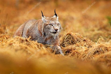 Lynx Forest Wildlife Scene Nature Walking Eurasian Lynx Animal