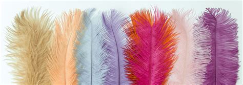 Ultra High Resolution Photos Of Pastel Colored Feathers Vast