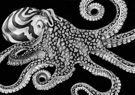 Artist Tim Jeffs Art Of Tim Jeffs Octopus Drawing Ink Pen