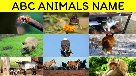 Abc Animals Name In English A To Z Animals And Their Names Mind