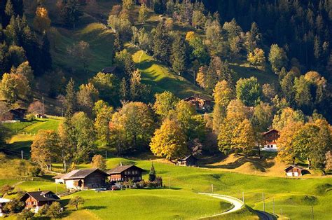 Autumn Trees In The Swiss Alps Grindelwald Switzerland Travel
