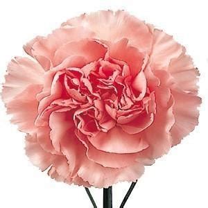 Bulk flowers for weddings and special events shipped by fedex right to your door. Light Pink Carnation Flowers Bulk Flowers | J R Roses ...
