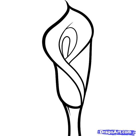 Day 31 of 31 day flower drawing challenge! How To Draw A Lily For Kids, Calla Lily by Dawn | Lilies ...