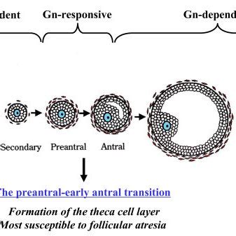 Follicular Growth During The Preantral Early Antral Transition Is