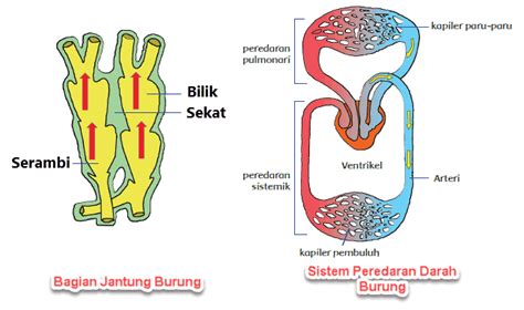 Peredaran darah ganda terdiri atas peredaran darah besar dan peredaran darah kecil. Sistem Peredaran Darah Pada Burung | Mikirbae.com