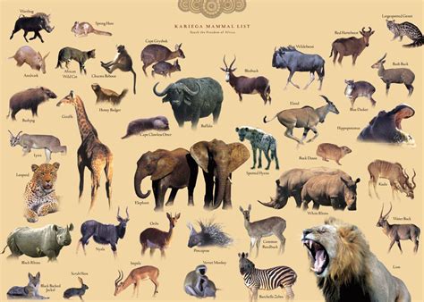 Gallery For African Safari Animals List