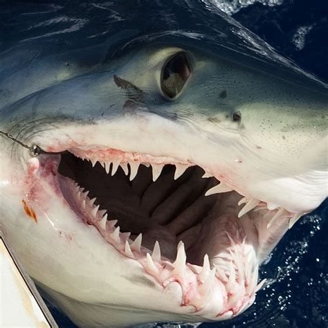 Mako Shark Attacks On Humans