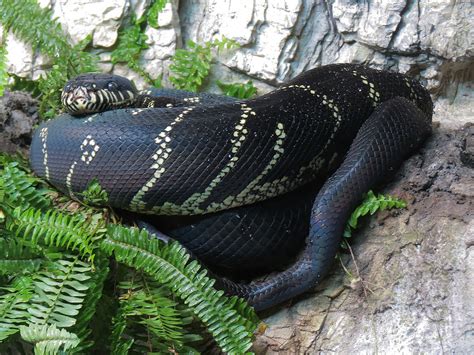 Scaly Slimy Spectacular Boelens Python Exhibit Zoochat