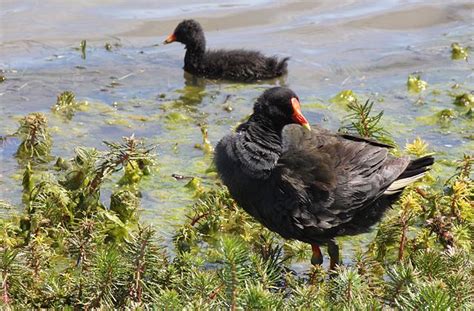 Migratory Birds At Pong Dam Wetland The Ok Travel