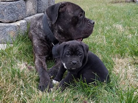 Cane Corso Puppies For Sale Welcome Md 189672