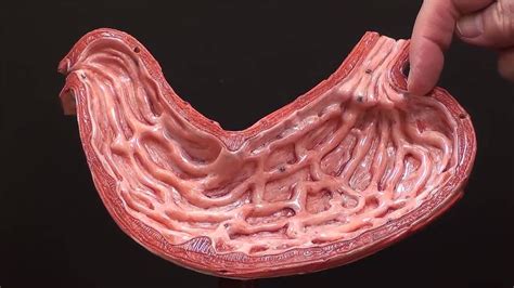 Gross Anatomy Of The Human Stomach Youtube Human Anatomy Picture