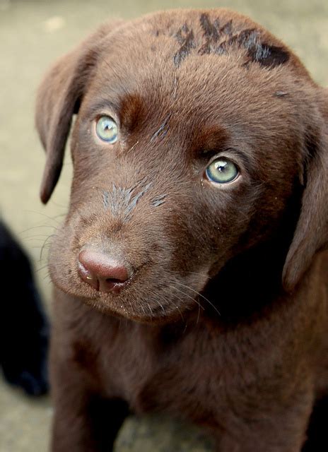 The most common eye color for dogs is brown and by around 3 or 4 months their color will have fully transitioned. Top Cutest Dogs Giving Puppy Dog Eyes