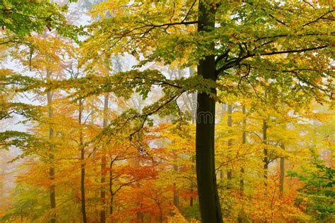 Autumn Treetops Stock Image Image Of Abstract Decor 254684975