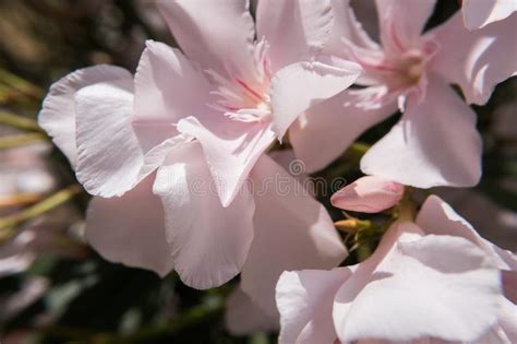 Light Pink Nerium Oleander Flower In Bloom Stock Photo Image Of