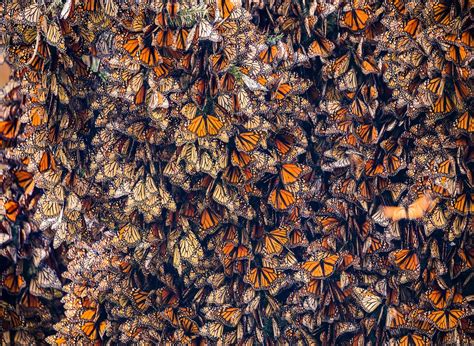 Où Voir Des Milliers De Papillons Monarques En Migration Au Mexique