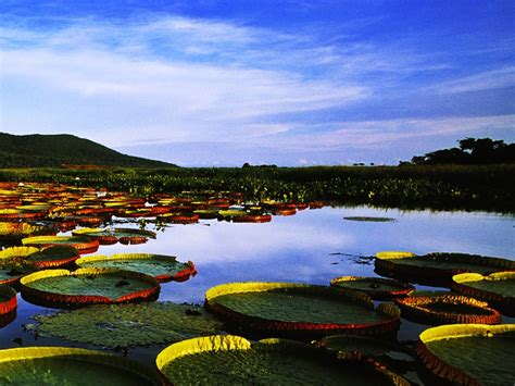 Pantanal Wetlands Brazil The Largest Freshwater Wetland Ecosystems In The World
