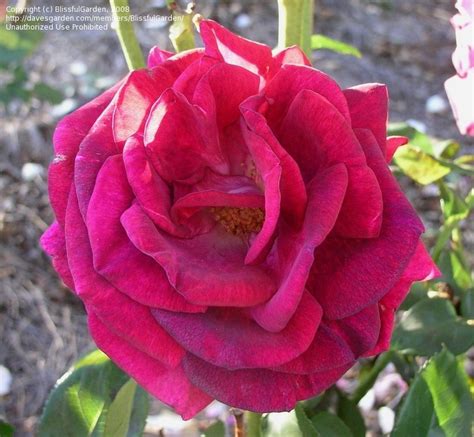 Plantfiles Pictures Grandiflora Hybrid Tea Rose Purple Passion