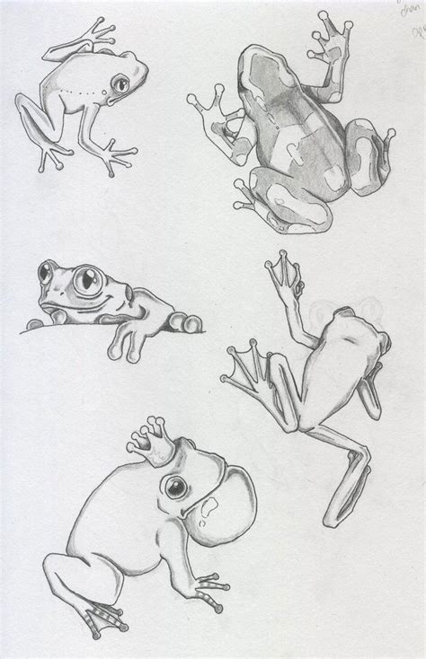 Frog Drawing Reference And Sketches For Artists