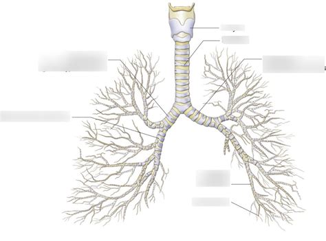 W Respiratory Tract Diagram Diagram Quizlet