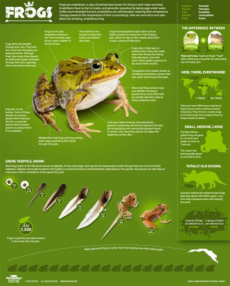 Frogs The Thin Green Line ~ Infographic All About Frogs Nature Pbs