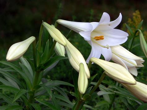 Lilium Longiflorum Lilium Longiflorum Easter Lily The Flickr
