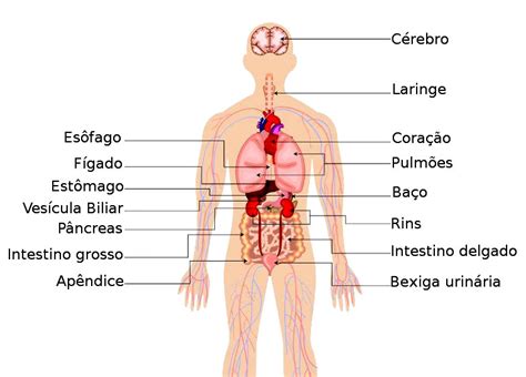 Principais órgãos do corpo humano Ler e Aprender
