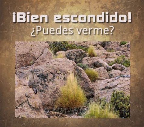 Al comenzar a ejercitar la menta y seguir un entrenamiento mental óptimo puedes ayudar a ejercitar tus habilidades cognitivas, es decir, las habilidades como el haz clic aquí para cancelar la respuesta. Pon a prueba tu agudeza visual en 2020 | Acertijos ...