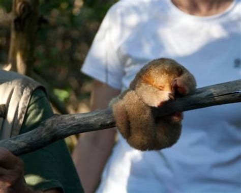 13 Of The Cutest Tree Dwelling Animals In The World Animals Cute